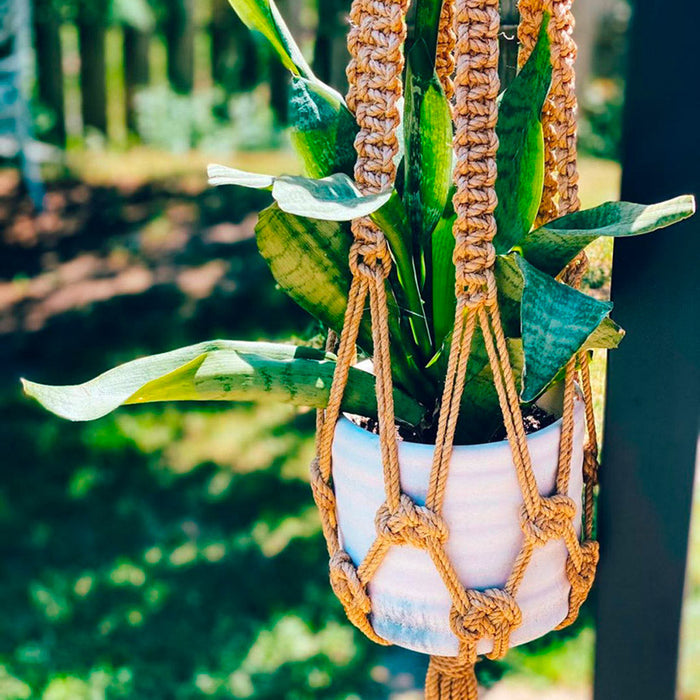 pot de béton 6 pouce dans un macramé suspendue dehors avec une plante 