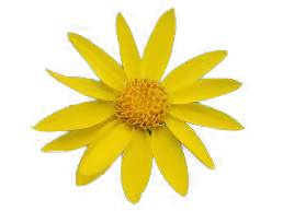 arnica-huile-biocos-canada