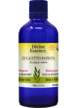 Divine essence - eucalyptus radiata